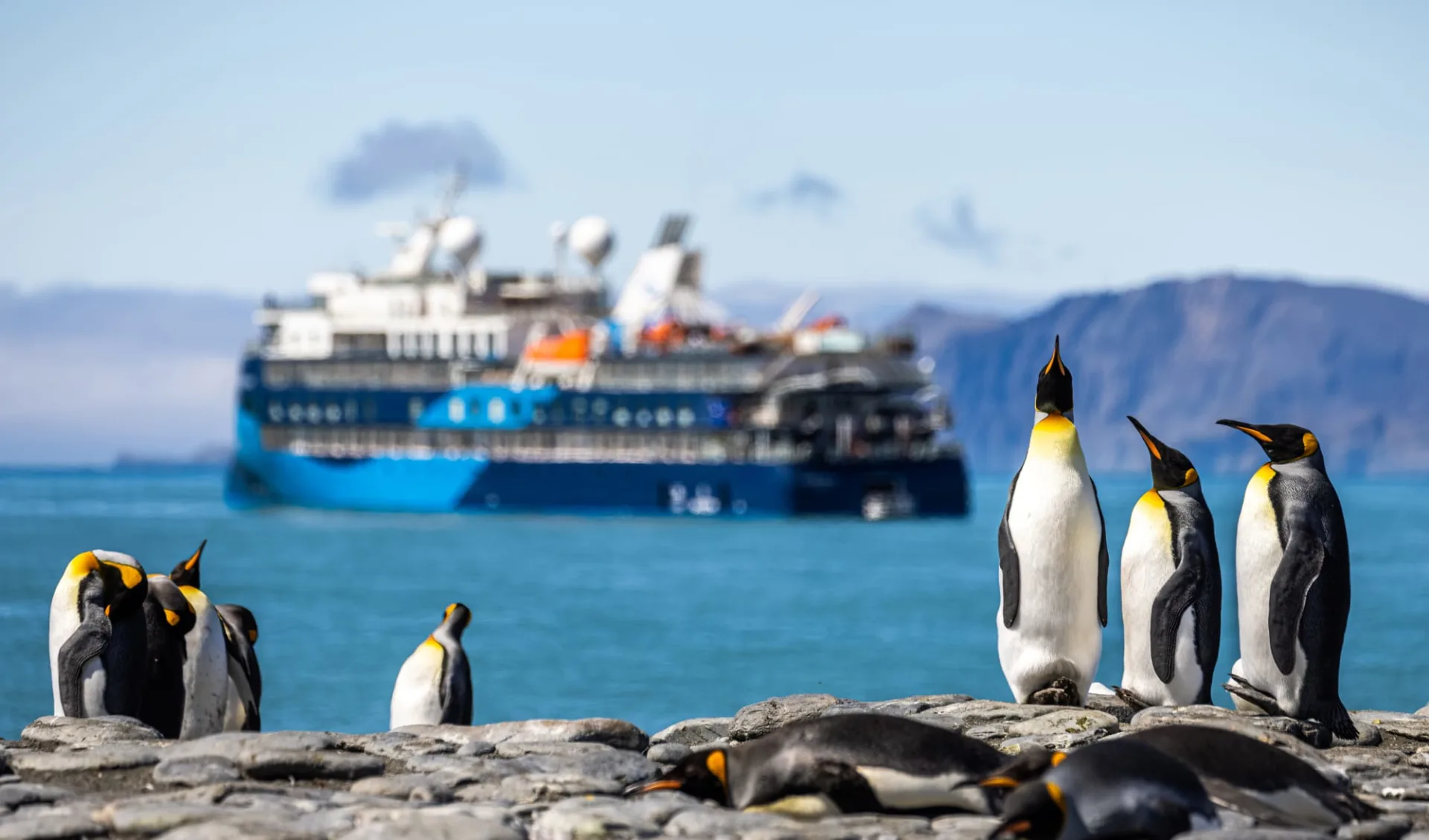 Antarktis, Falkland und die südlichen Sandwich Inseln ab Ushuaia: SouthGeorgia_Wildlife_KingPenguins_OceanVictory_AE