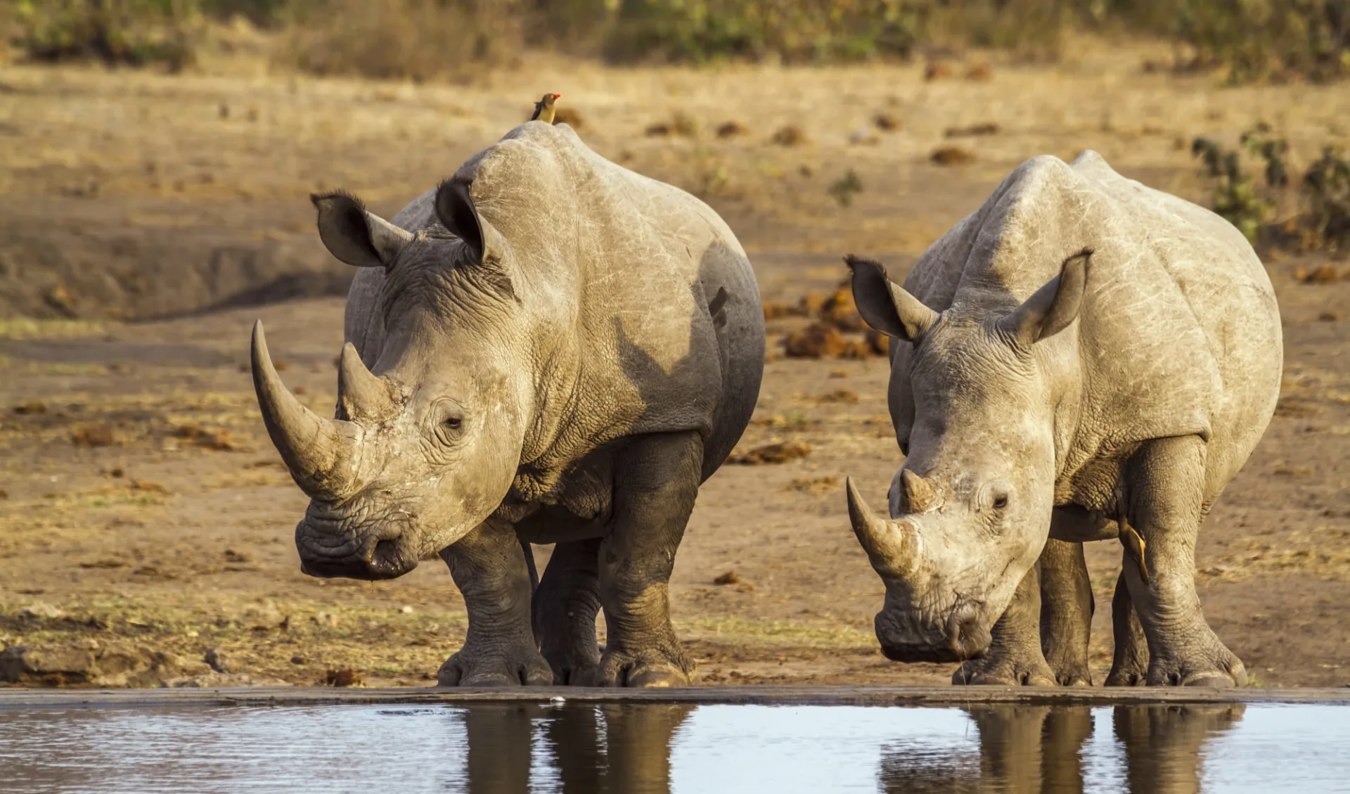 Best of South Africa ab Johannesburg: Südafrika - Krüger Nationalpark - Rhinos am trinken