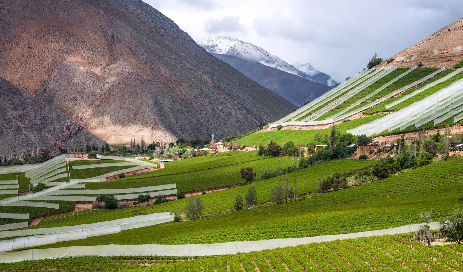 Elqui Tal, Weinregion, Chile