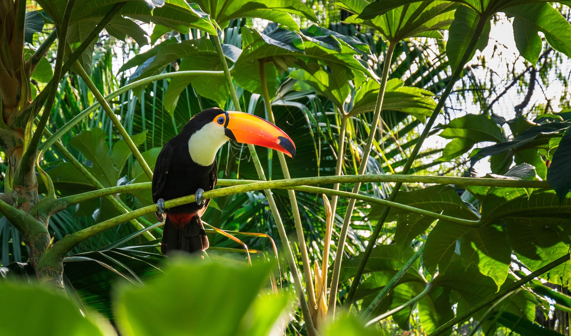 Tucan, Paraguay