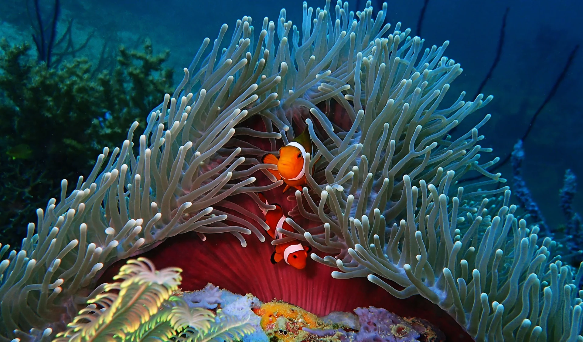 Tauchferien, Tauchen, Clownfisch, Fiji