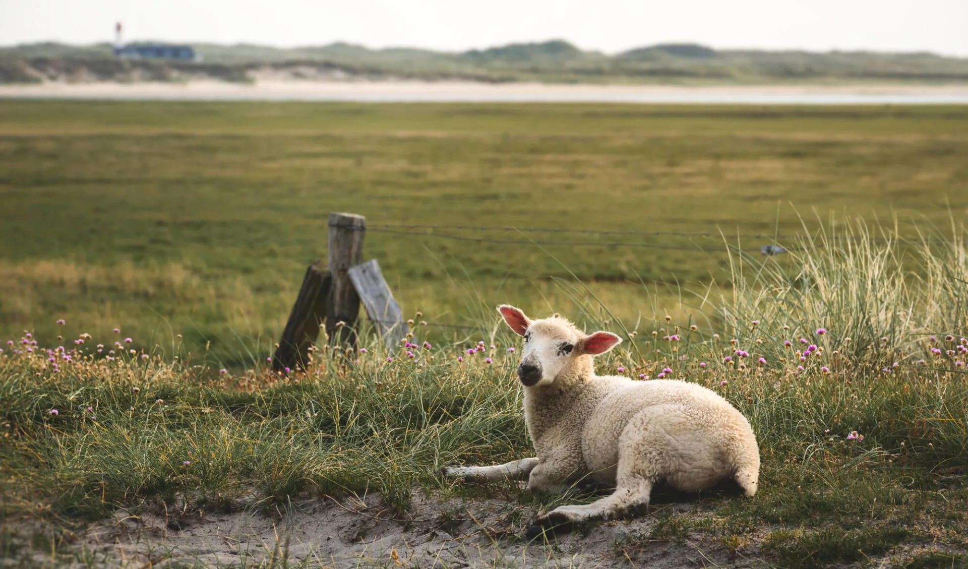 Badeferien im Landhaus Stricker ab Sylt: Sylt_Deutschland_Schaf auf Sandwiese