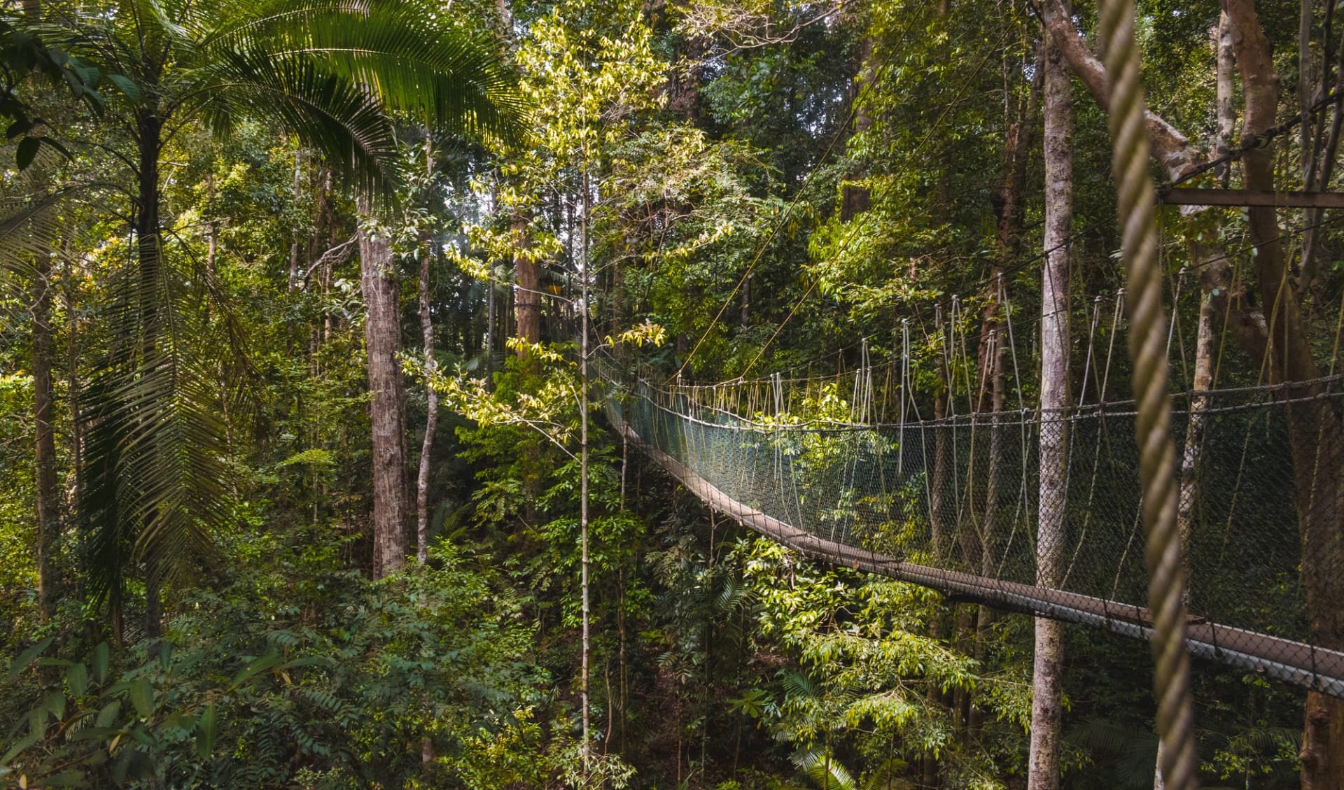 Taman Negara Nationalpark ab Kuala Lumpur: Taman Negara suspension bridge 