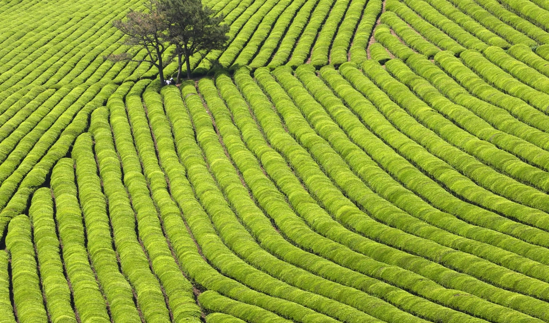 Südkoreas unbekannter Westen ab Seoul: Tea Plantation (Boseong)