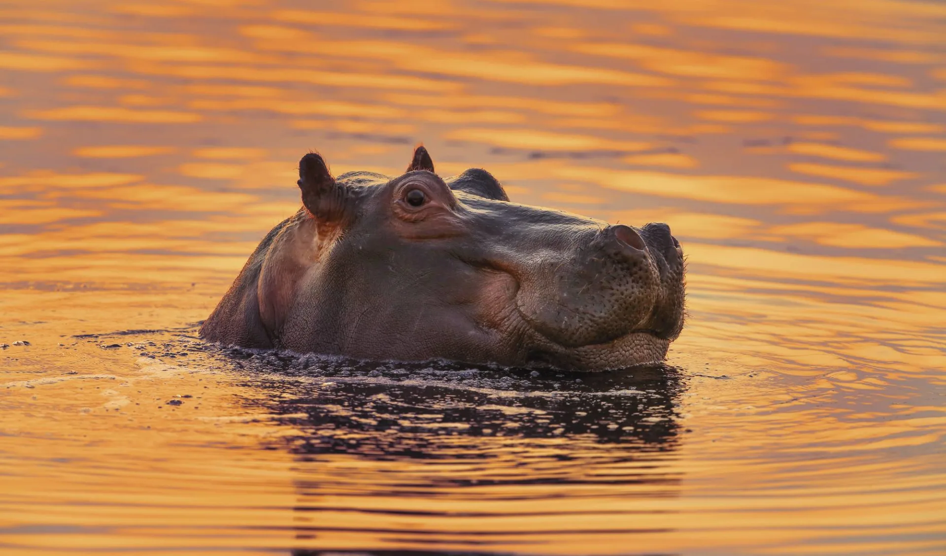 Südafrika Klassiker ab Johannesburg: tier Kultur und Natur Hippo