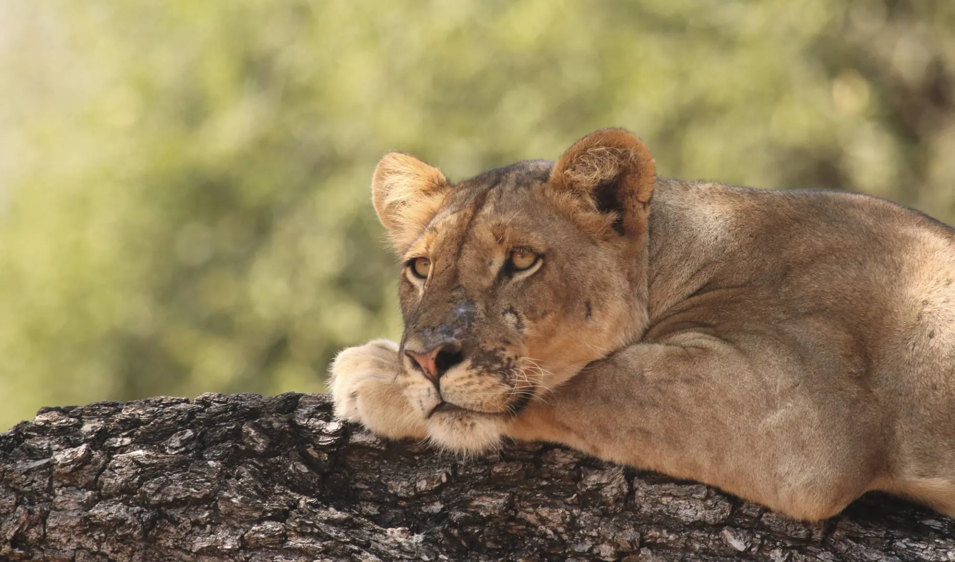 Best of Botswana Lodge Safari ab Kasane: tier Löwe auf Baum - Best of Botswana Lodge Safari c