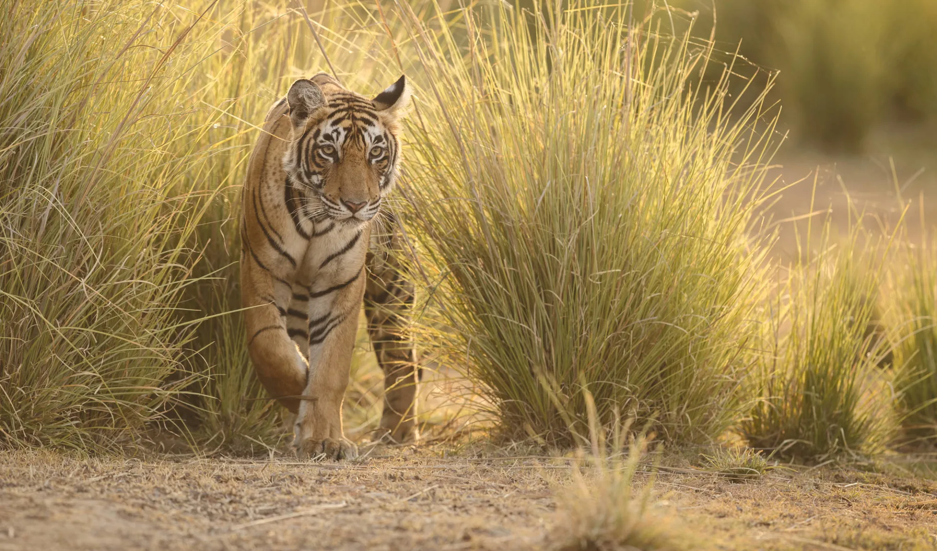 Aman Geniesser-Reise ab Jaipur: Tiger in Ranthambhore National Park