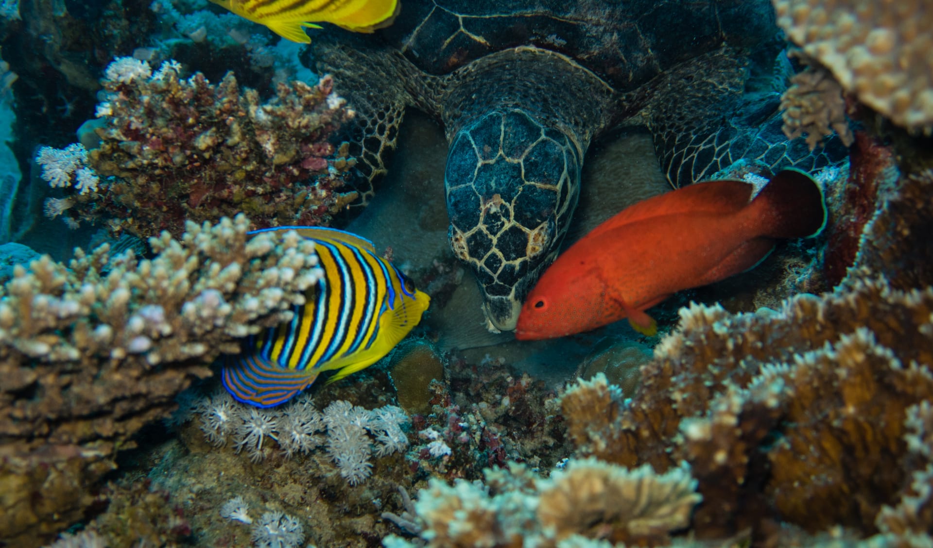 Badeferien im Sentido Akassia Beach ab El Quseir: Unterwasserwelt El Quseir