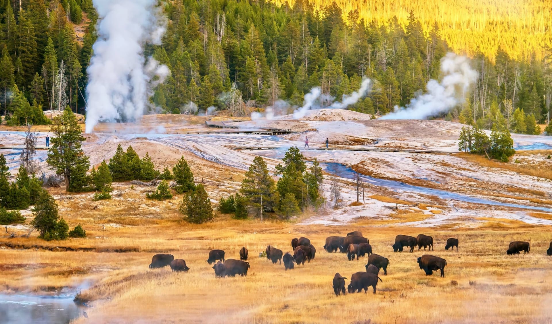 Rockies, Canyons und Geysire ab Denver: Upper_Geyser_Basin_Yellowstone_Nationa_ Park_Wyoming_USA