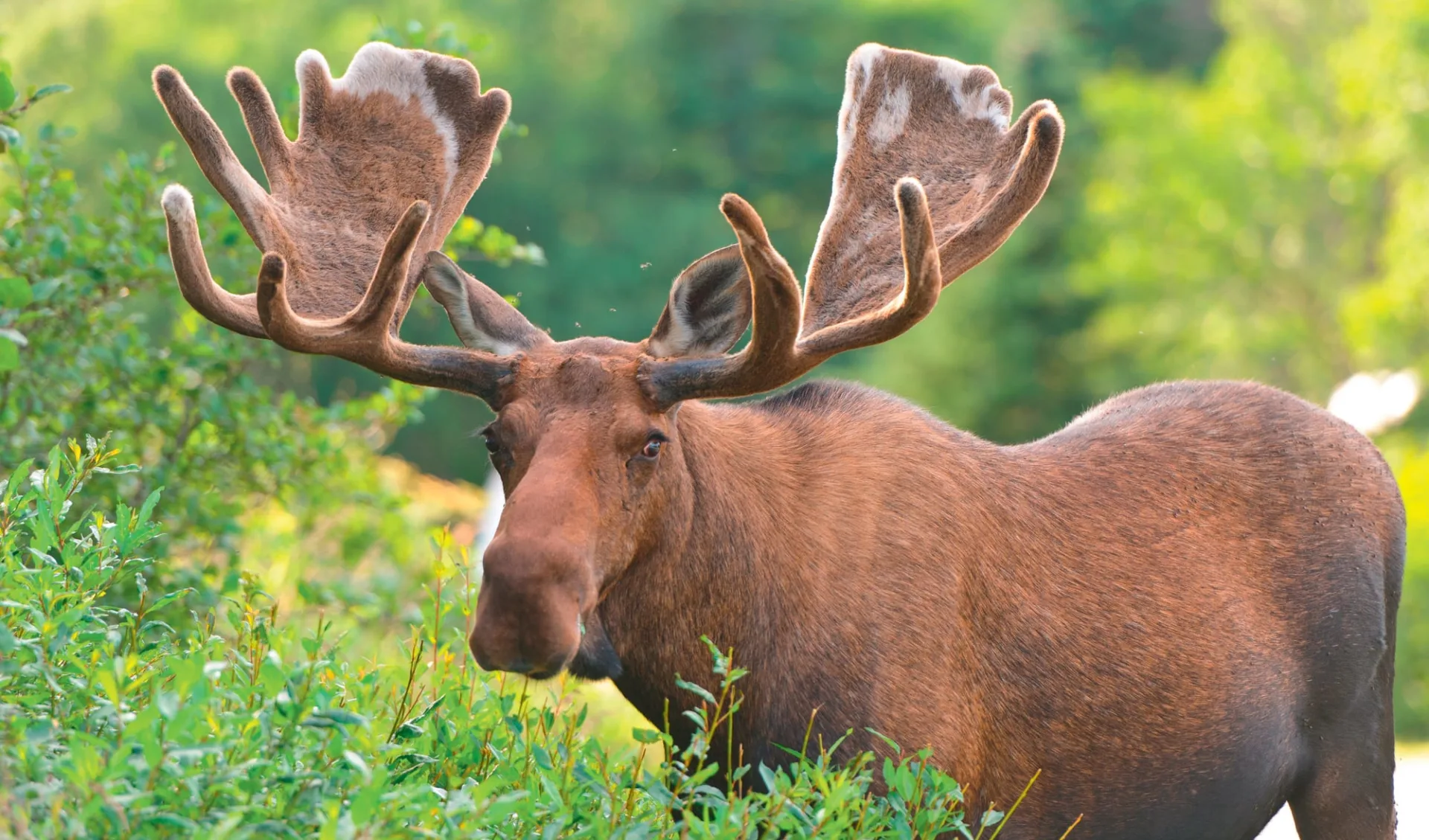 Okwari Tierbeobachtung ab La Baie: Westkanada - Elch in Natur