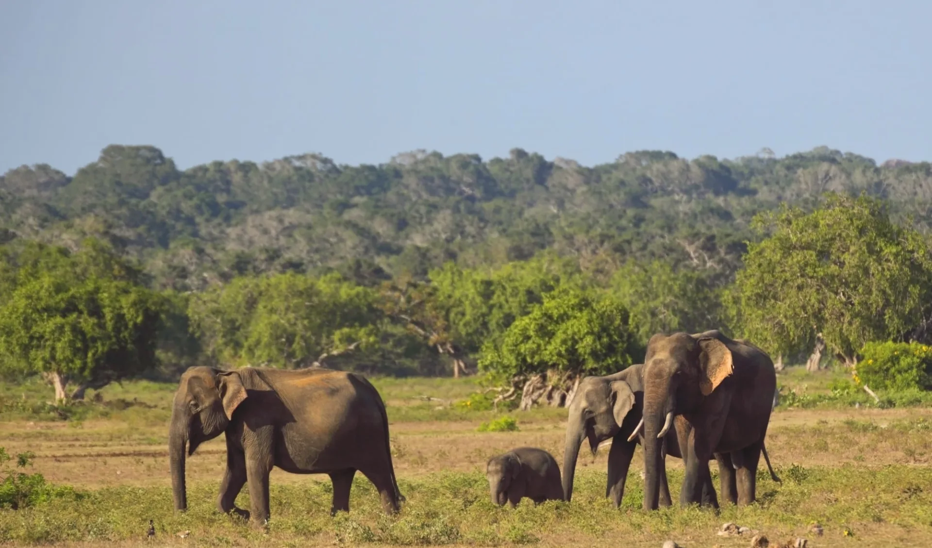 Yala Nationalpark Safari - Chena Huts - 3 Tage ab Colombo: Yala National Park: Elephants