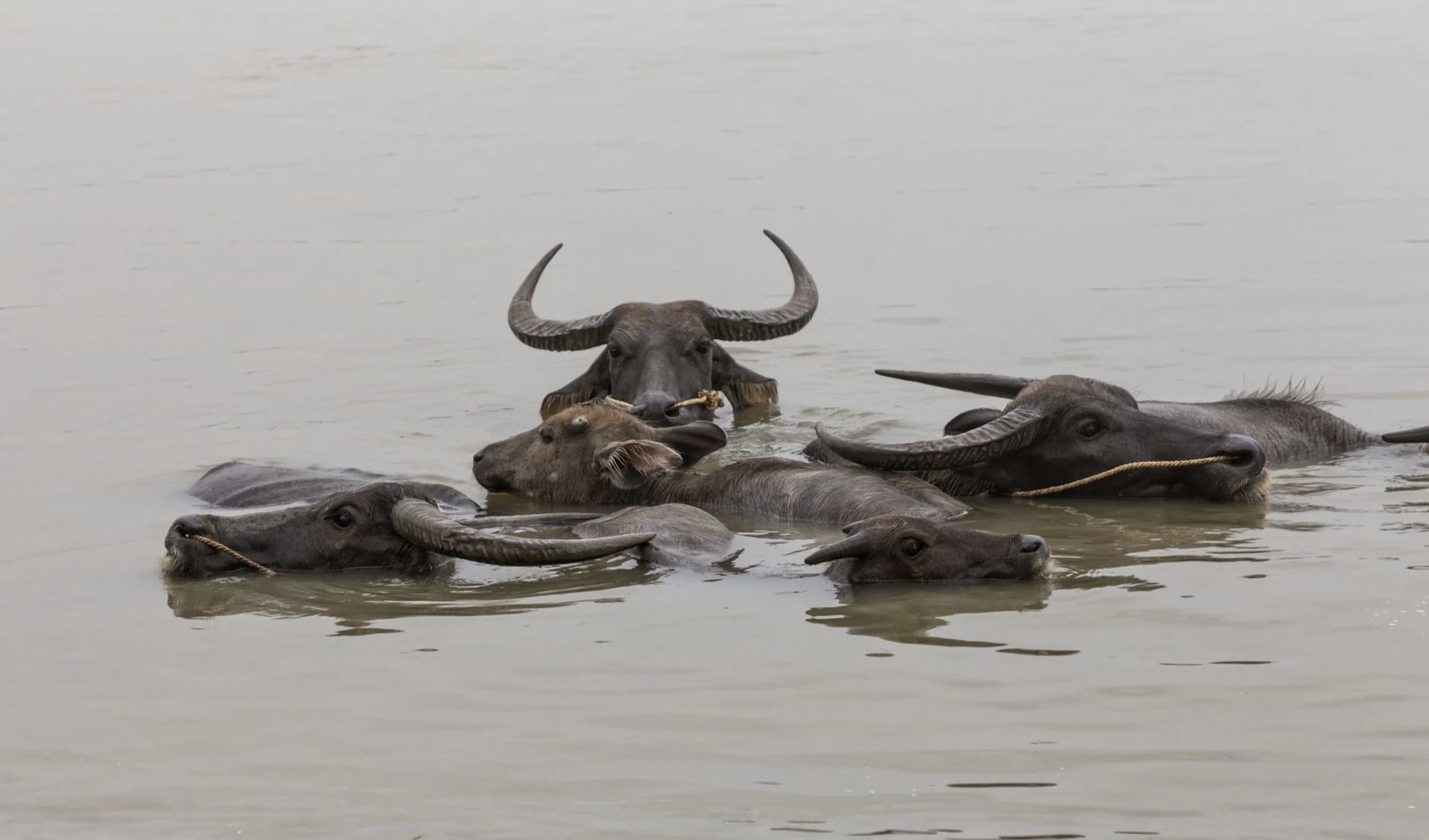 Ursprüngliches Myanmar ab Yangon: Yandabo Buffalos in the river