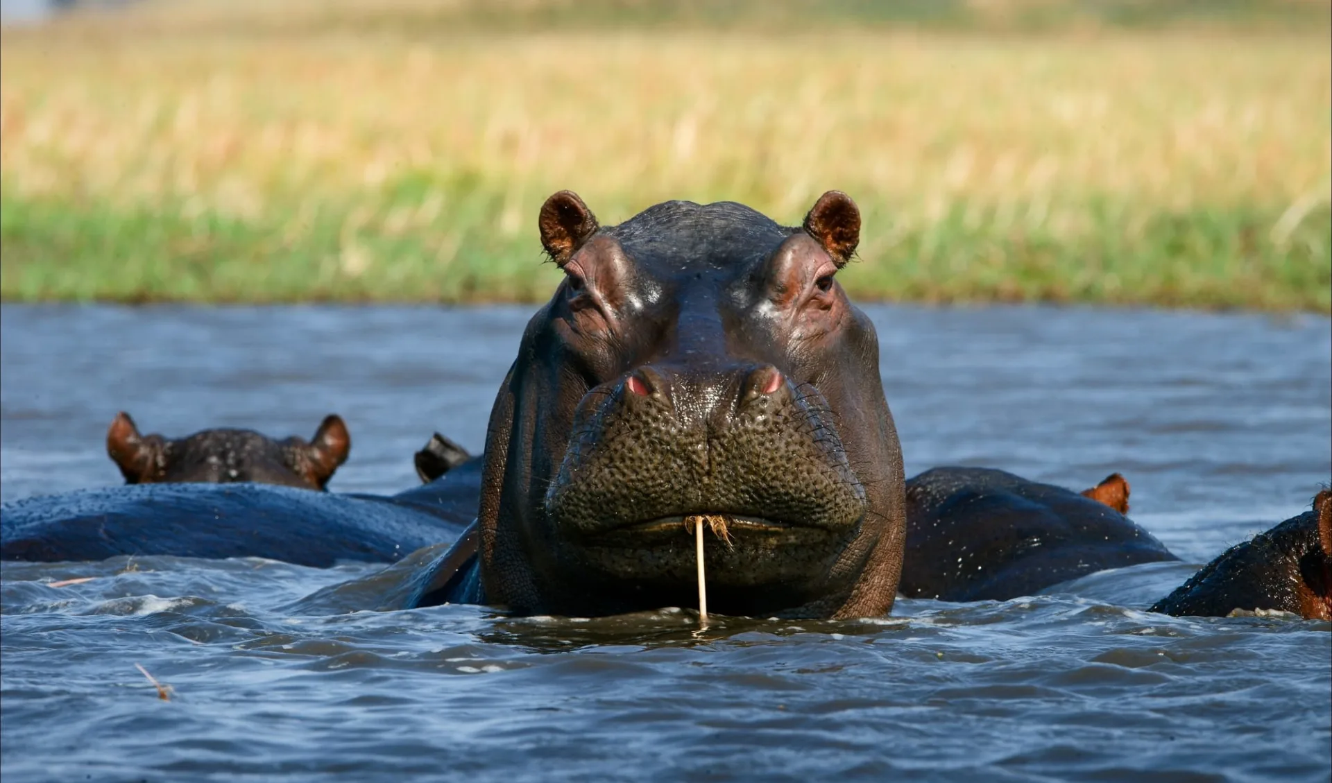 Best of Zambia ab Lusaka: Zambia - Hippo