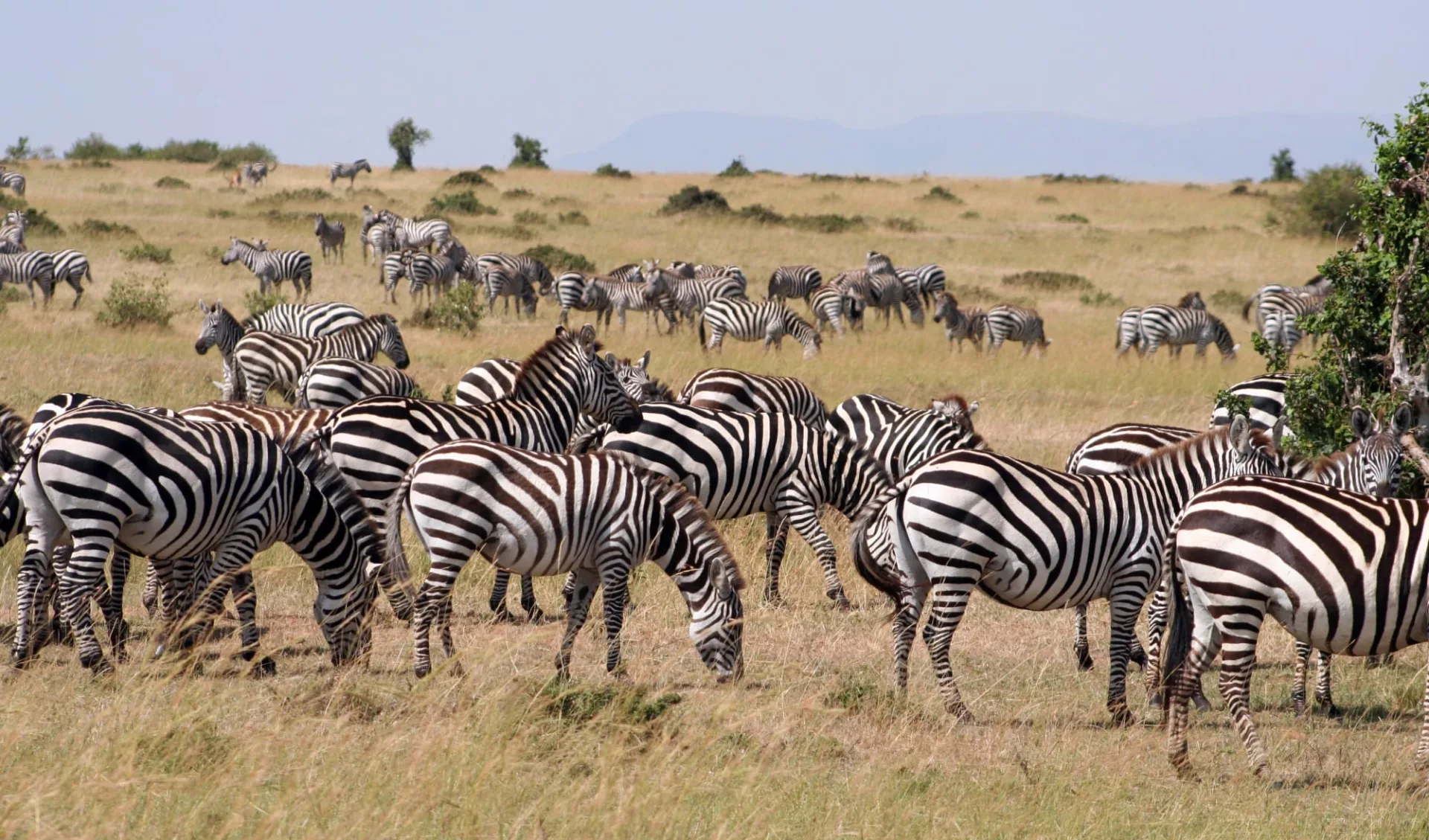 Kenya zum Kennenlernen ab Nairobi: Zebra Kenya