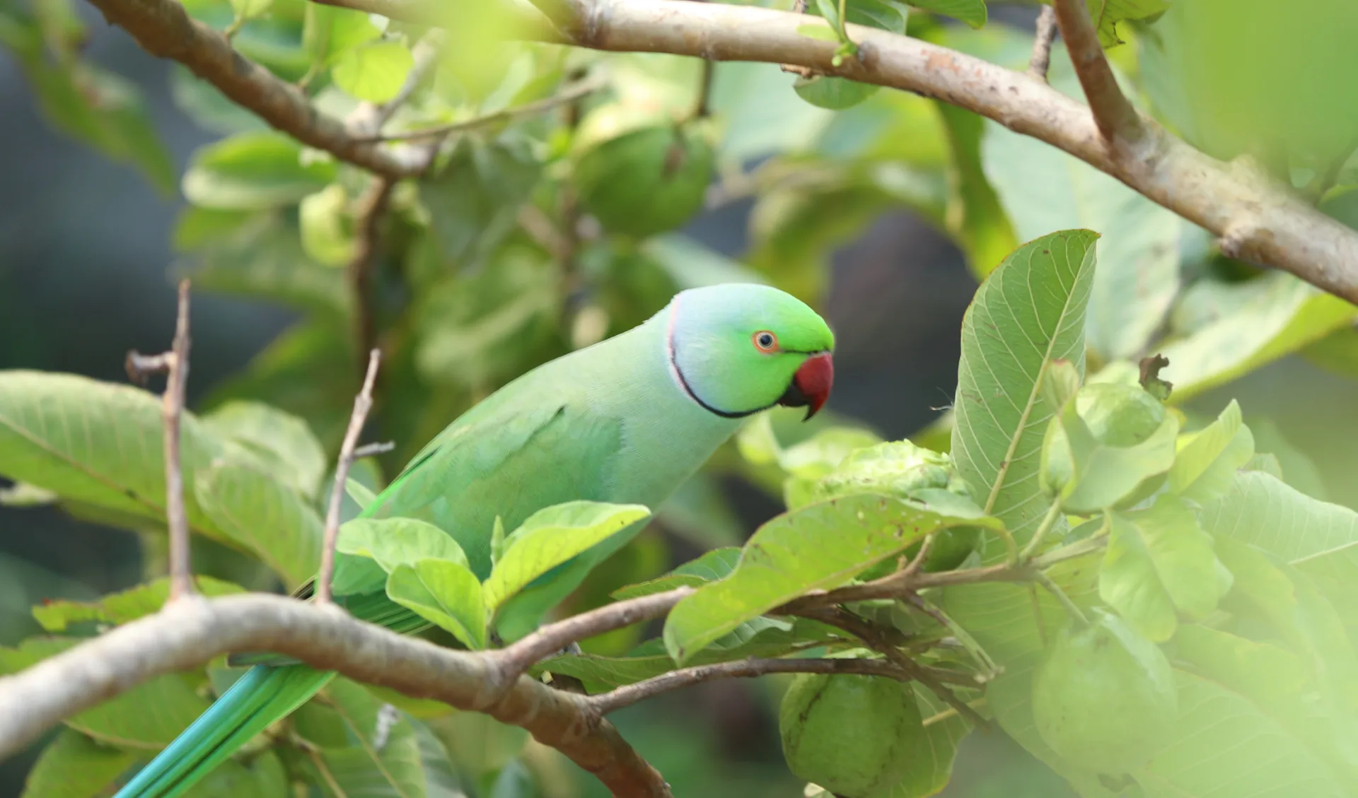 Grüner Papagei, Guatemala