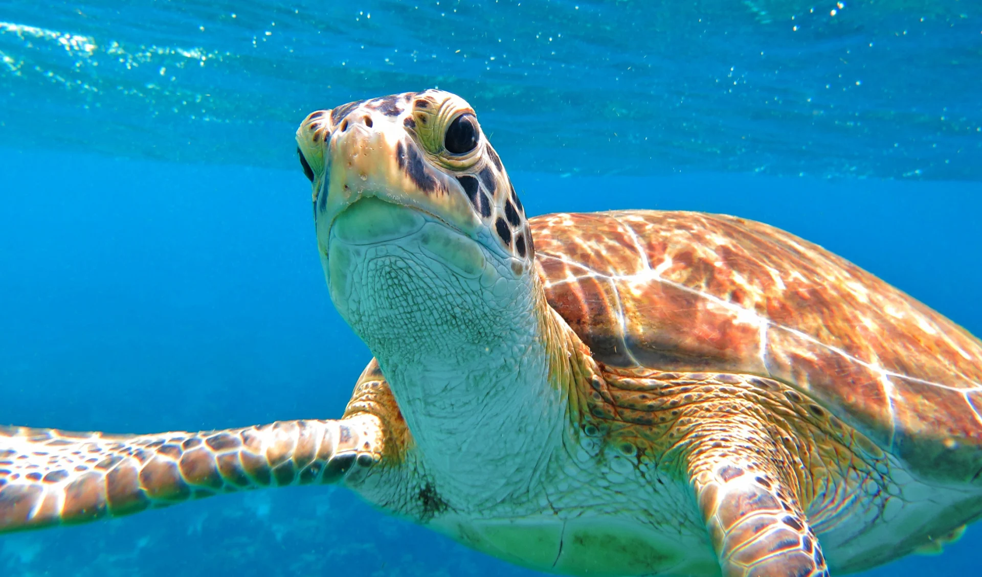 Schildkröte, Mexico