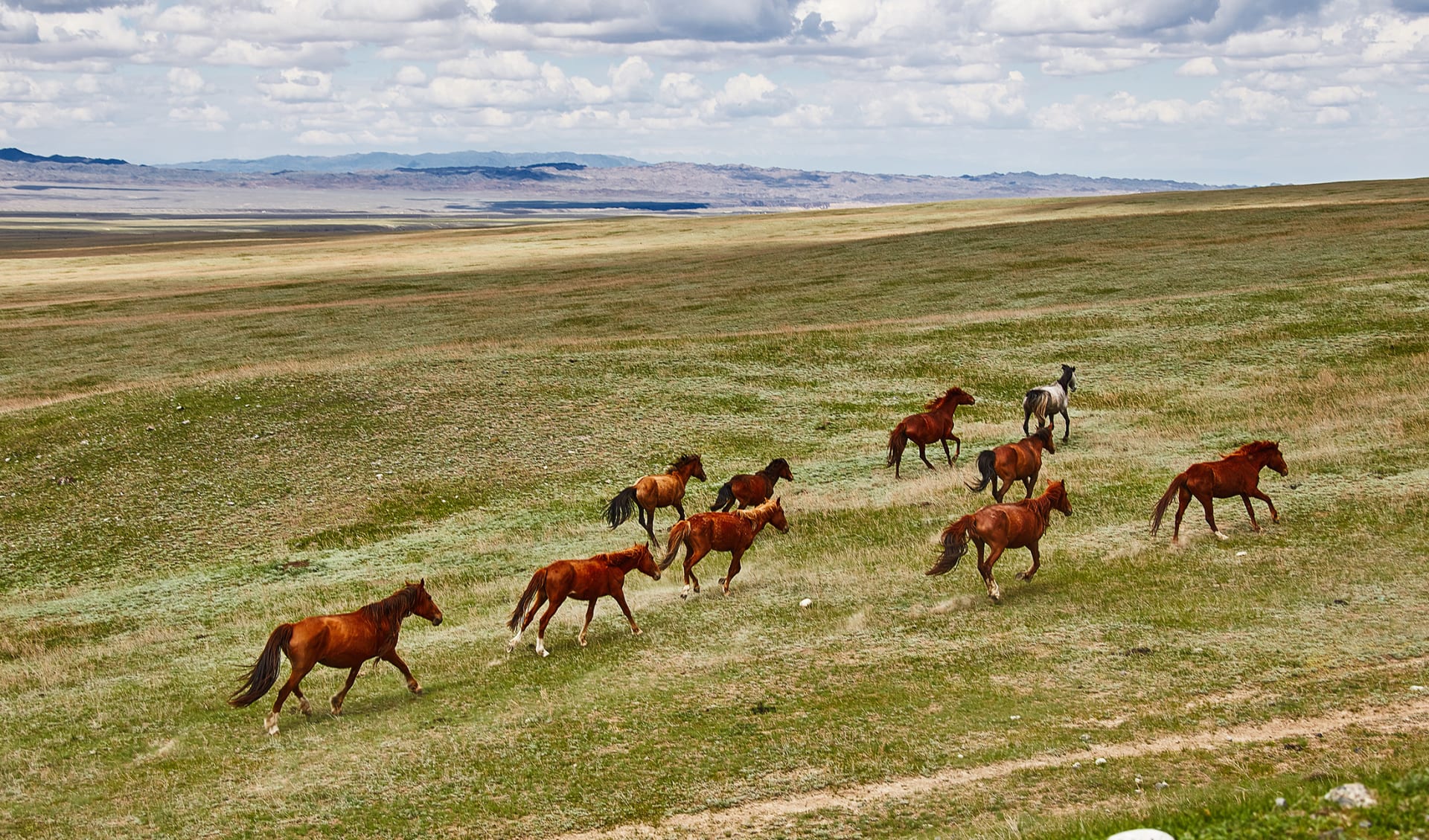 Nomadenleben, Pferde, Kirgistan