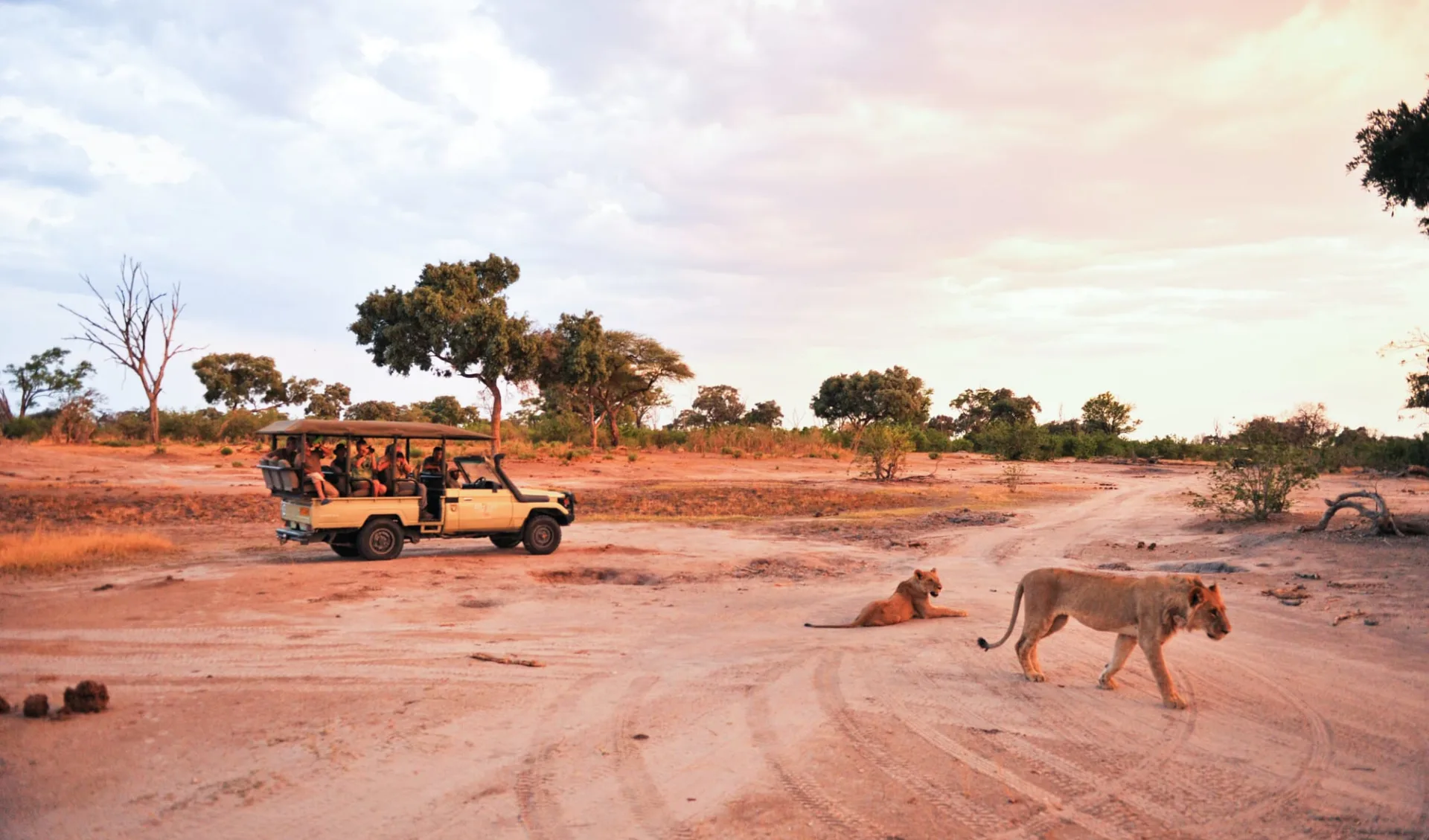 Zimbabwe Highlight Safari ab Victoria Falls: Zimbabwe - African Bush Camps - Safari mit Pirschfahrzeug und zwei Löwen