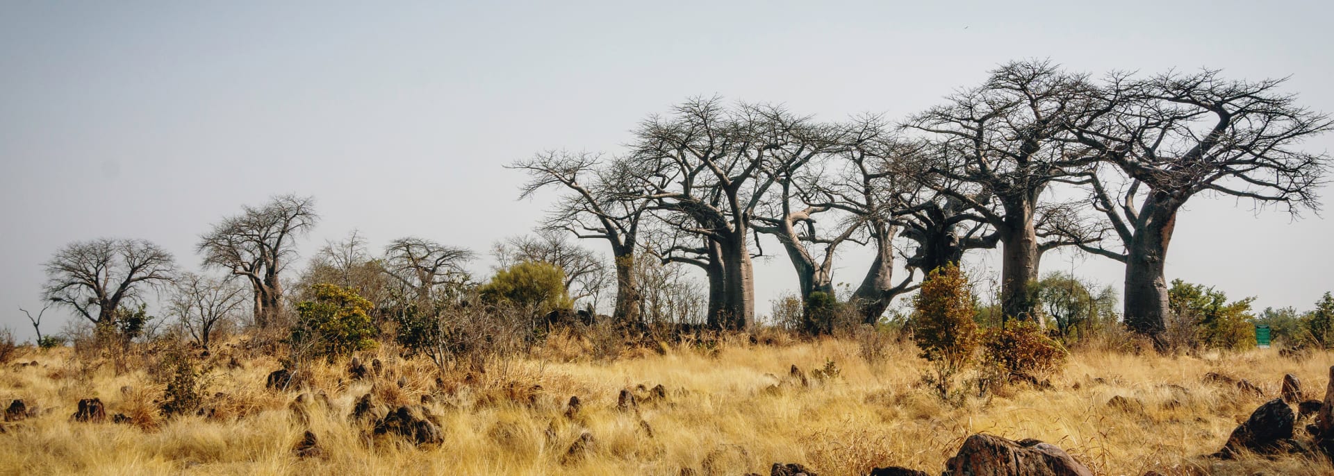 Chobe Nationalpark, Botswana