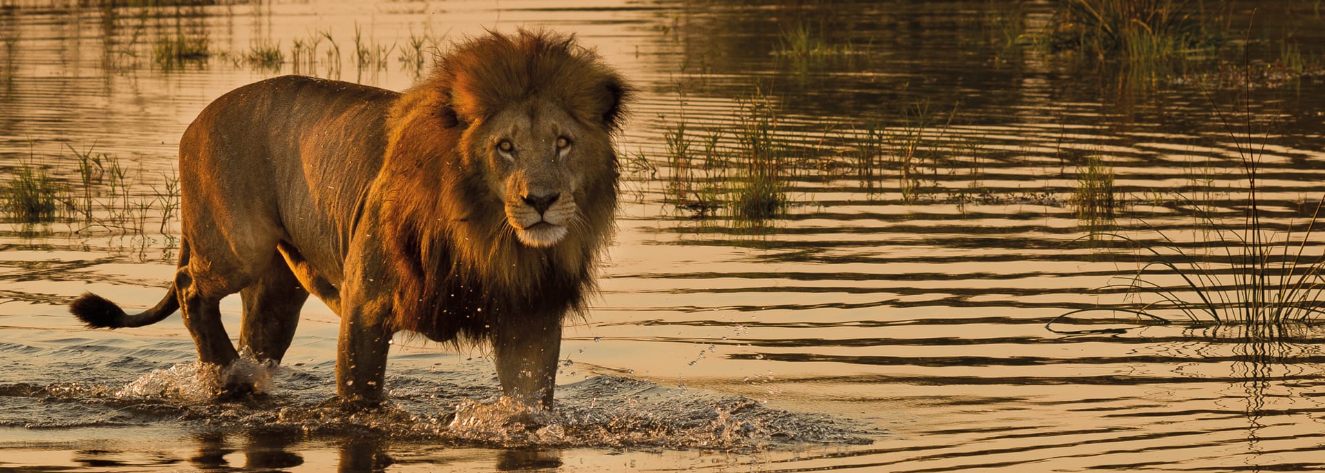 Löwe in Botswana