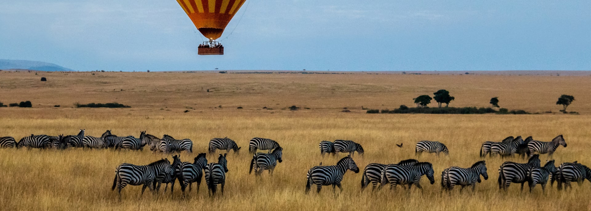 Zebras mit Luftballon im Hintergrund