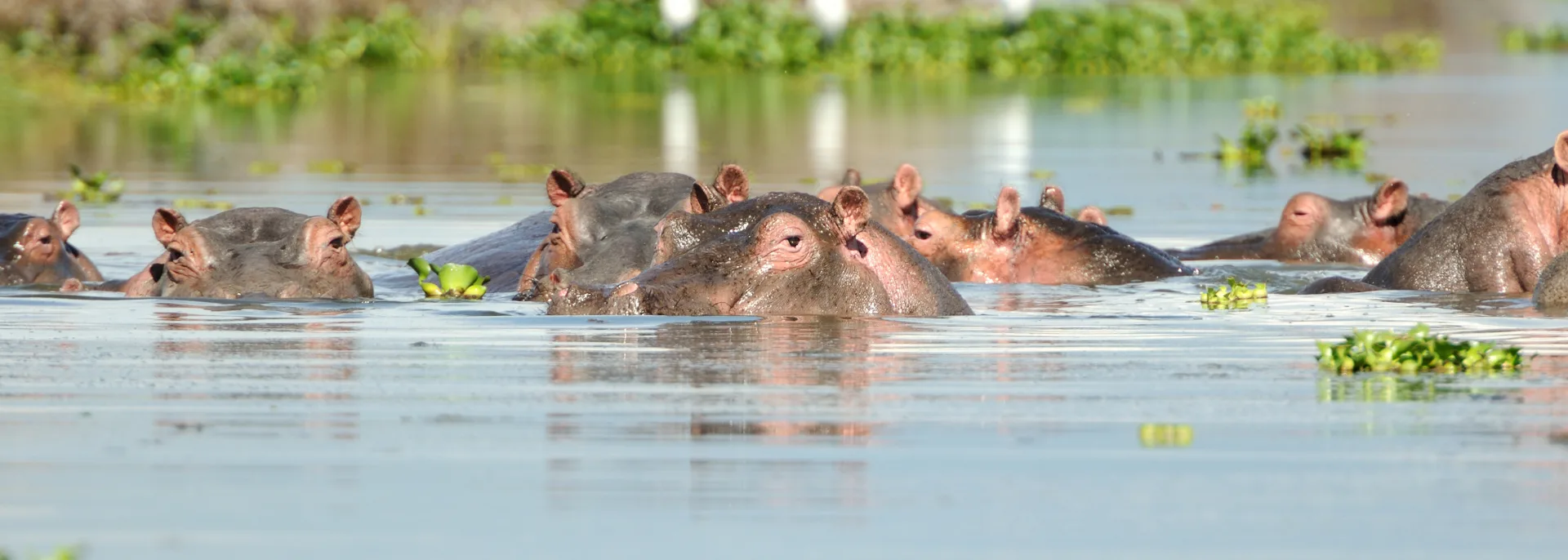 Lake Naivasha, Keni