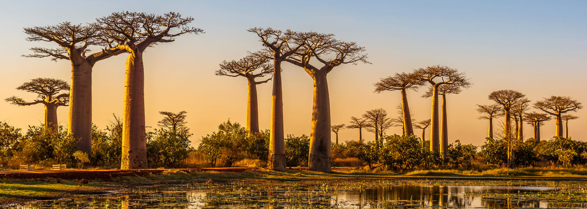 Baobabs, Madagaskar