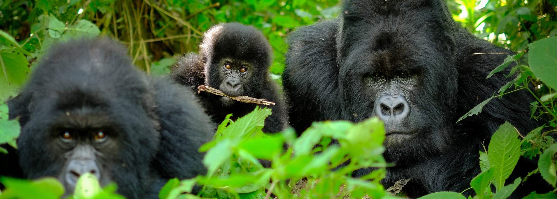 Berggorilla, Ruanda