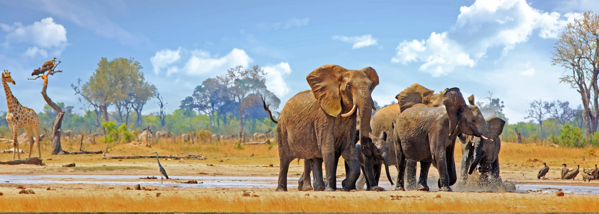 Hwange Nationalpark, Sambia/Simbabwe