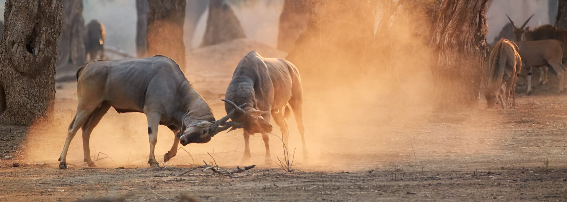 Mosi oa Tunya Nationalpark, Sambia/Simbabwe