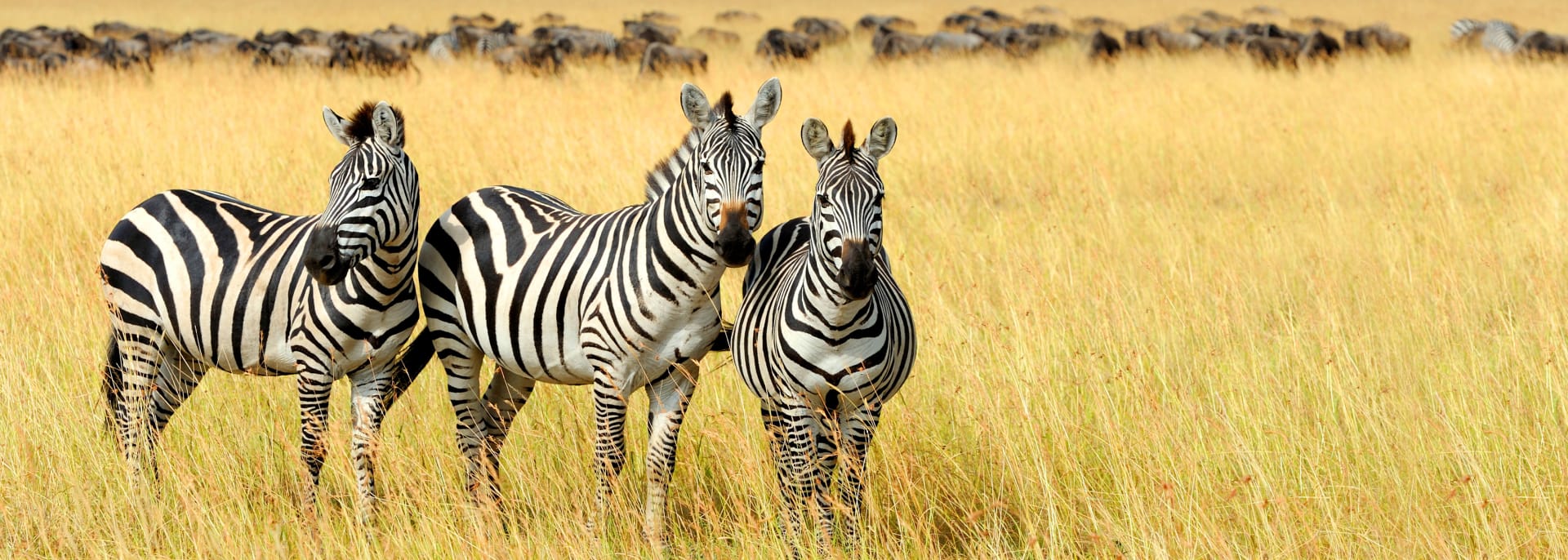 Kwandwe Private Game Reserve, Südafrika