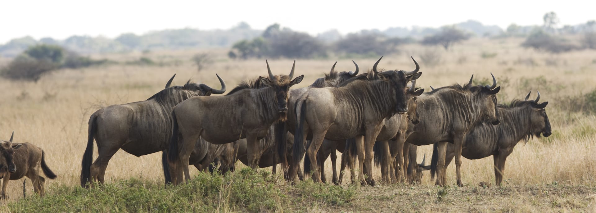 Phinda Private Game Reserve, Südafrika