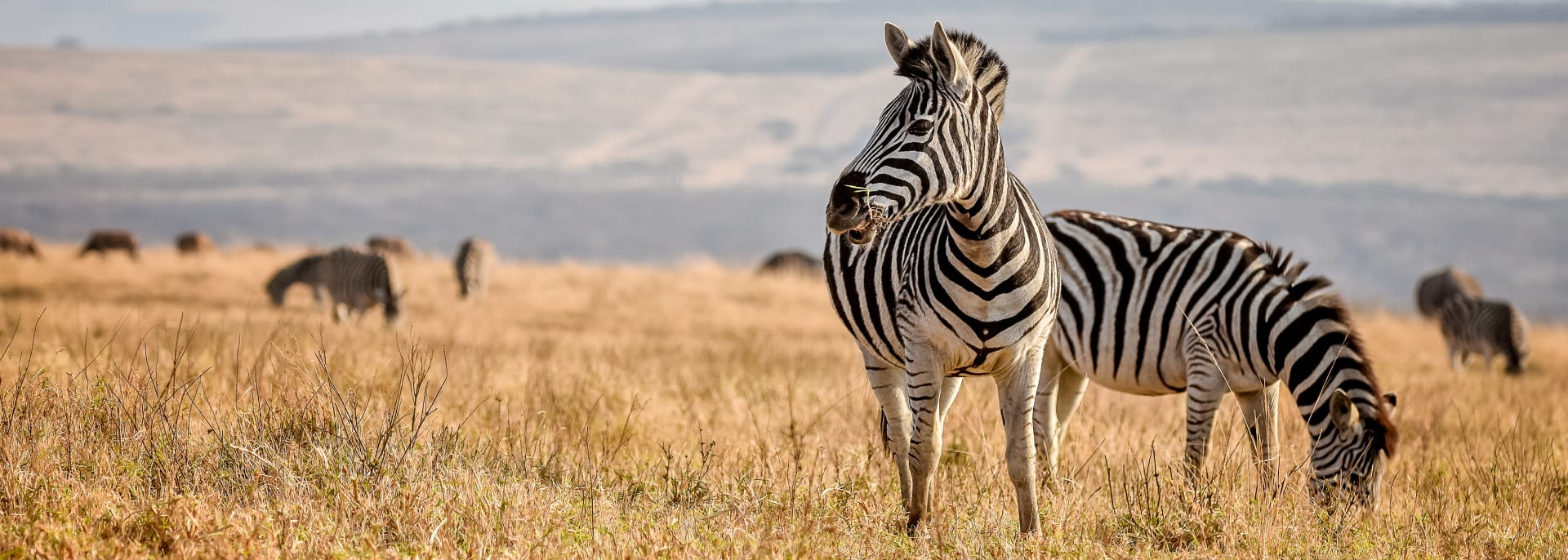 Zebra in Durban, Südafrika