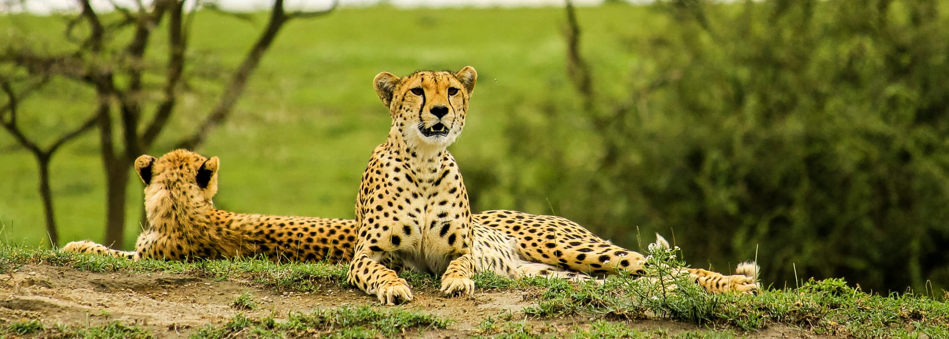 Tarangire Nationalpark, Tansania/Sansibar