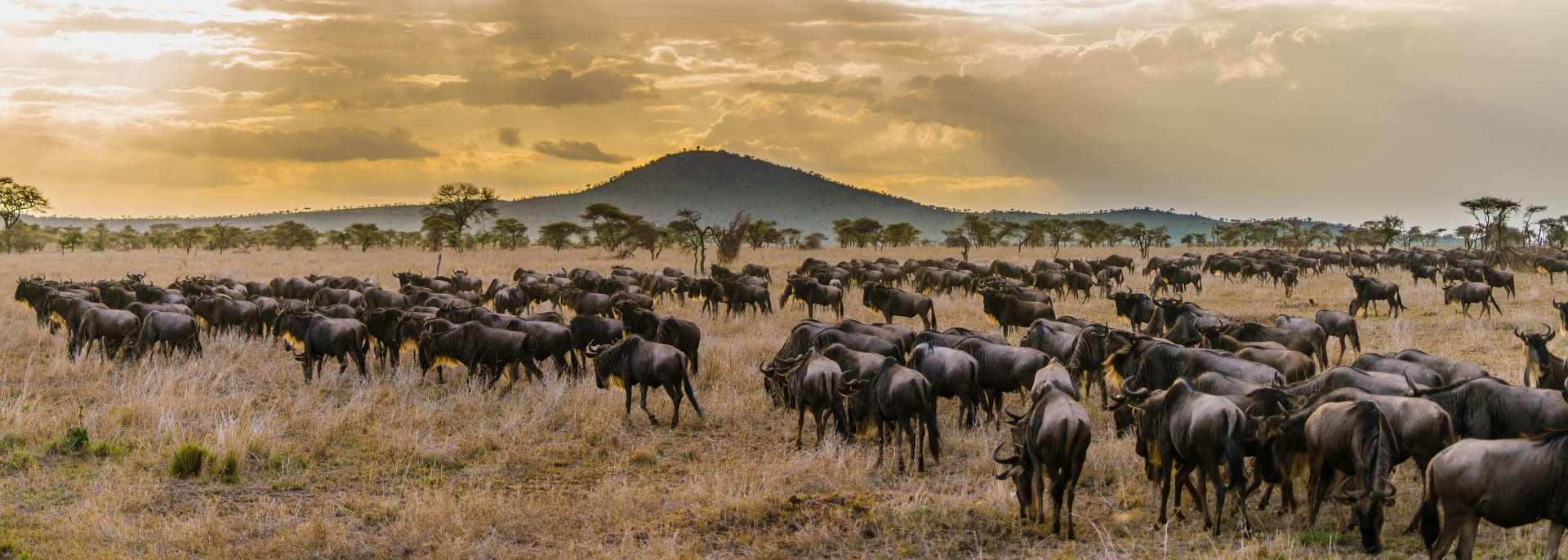 Serengeti, Tansania/Sansibar