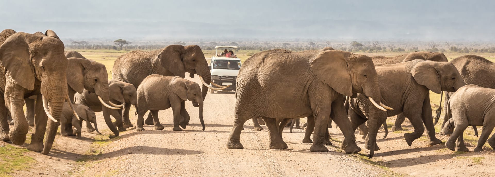 Safari, Tansania/Sansibar