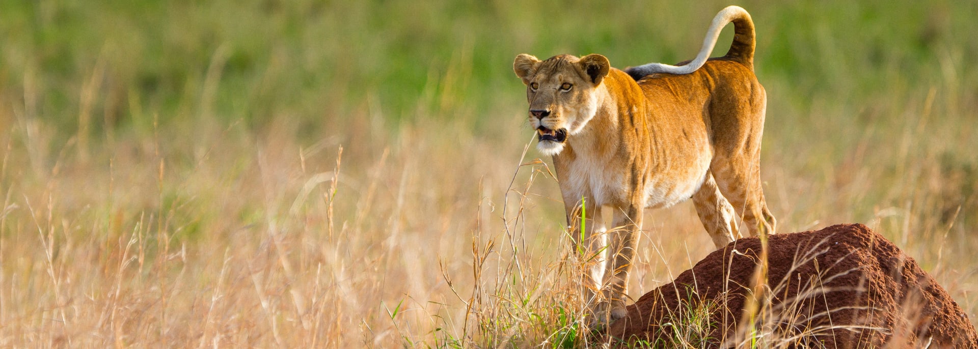 Kidepo Nationalpark, Uganda