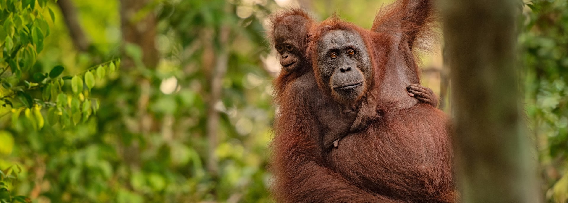 Borneo, Malaysia