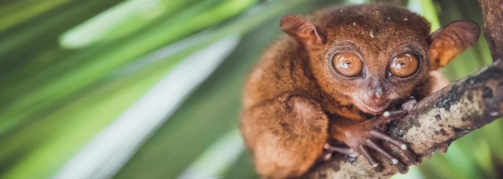 Tarsier, Philippinen