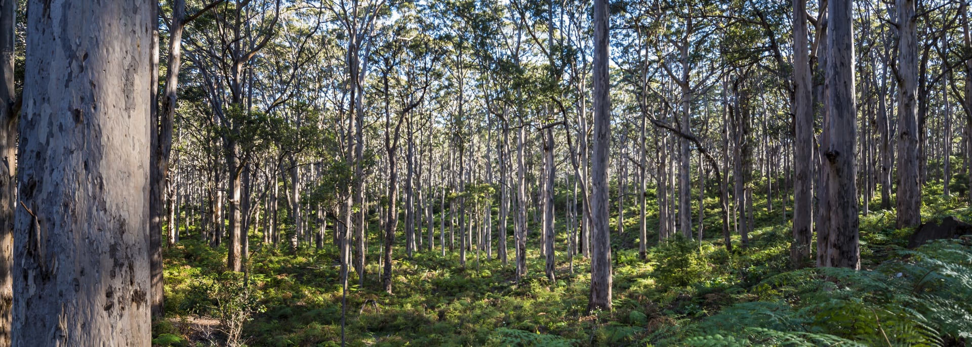 Pemberton, Australia