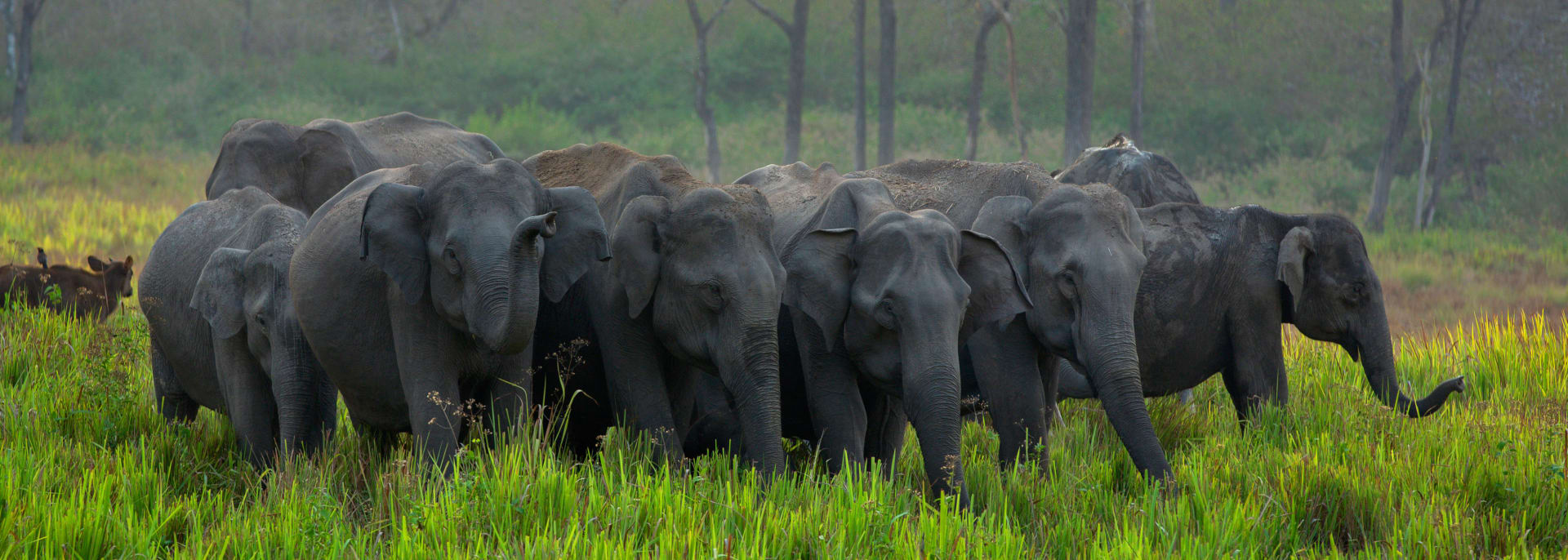 Corbett Nationalpark, Indien