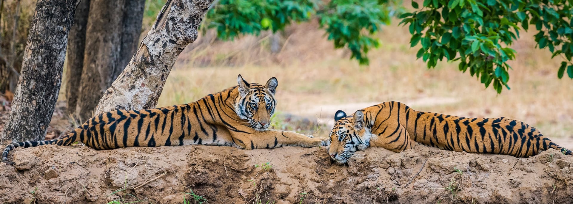 Kanha Nationalpark, Indien