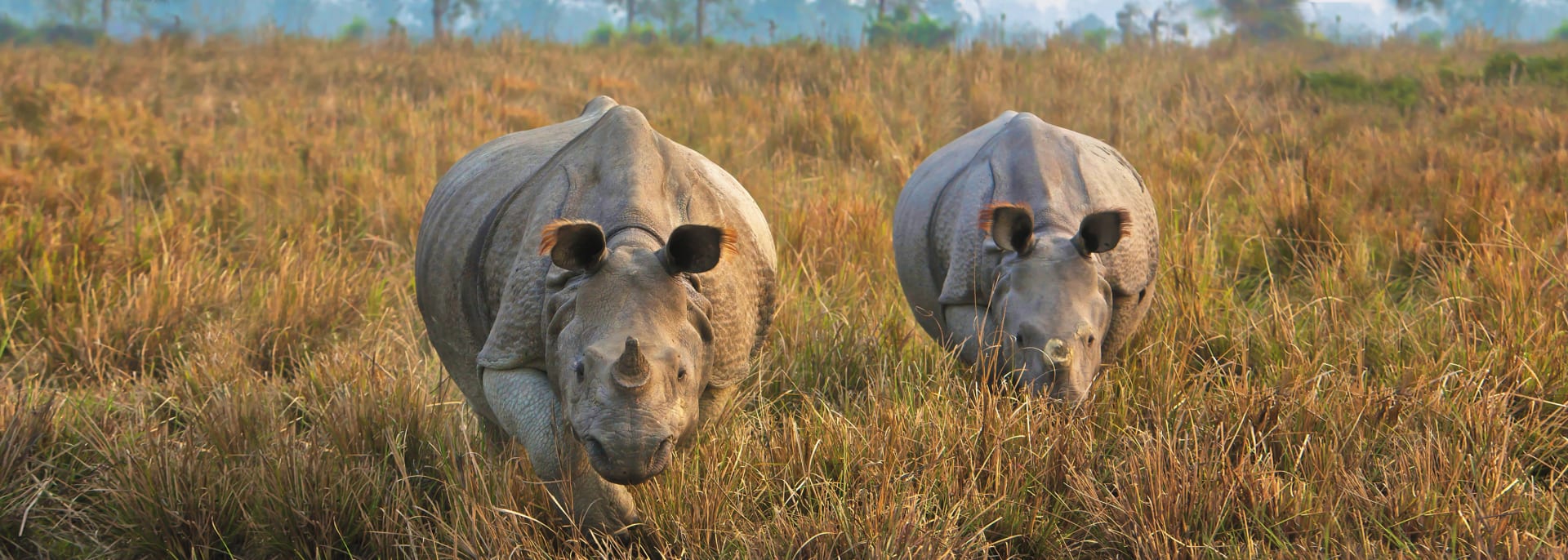 Kaziranga Nationalpark, Indien