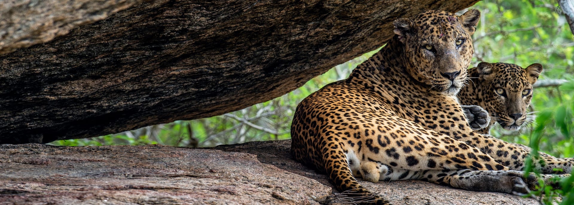 Leopard, Indien