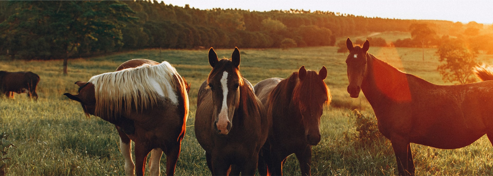 curious horses