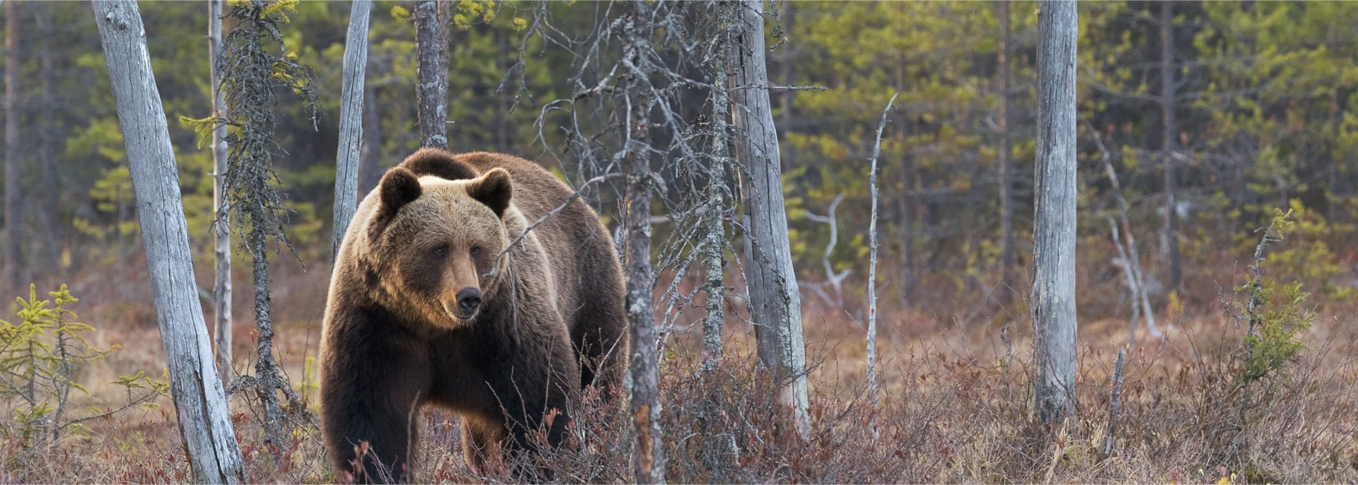 Brown Bear