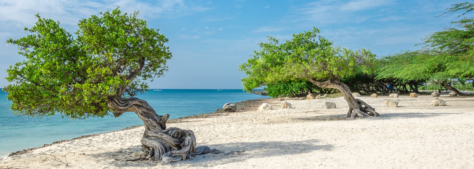 Divi-Divi-Baum, Aruba, Karibik