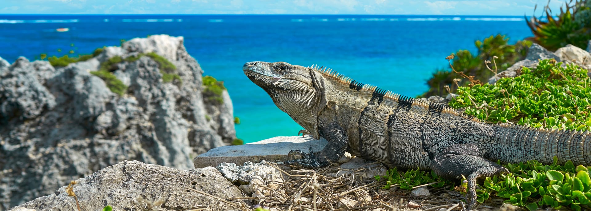  
Guadeloupe, Karibik