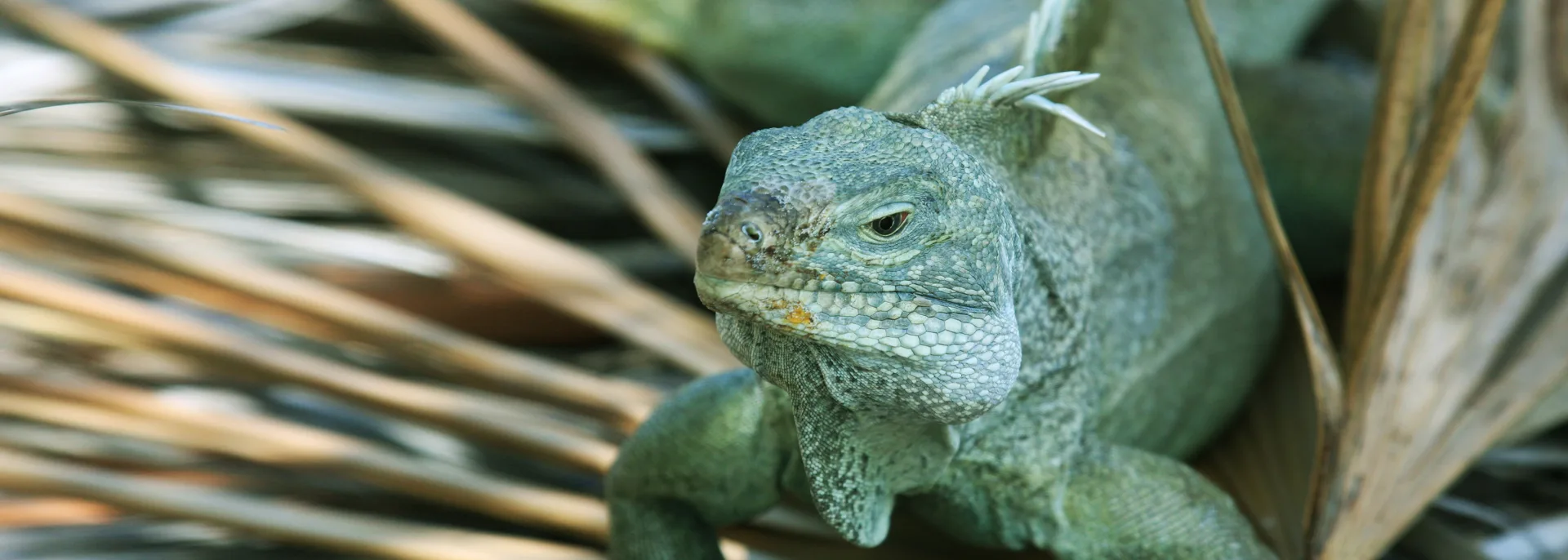 Iguana, Turks / Caicos, Karibik