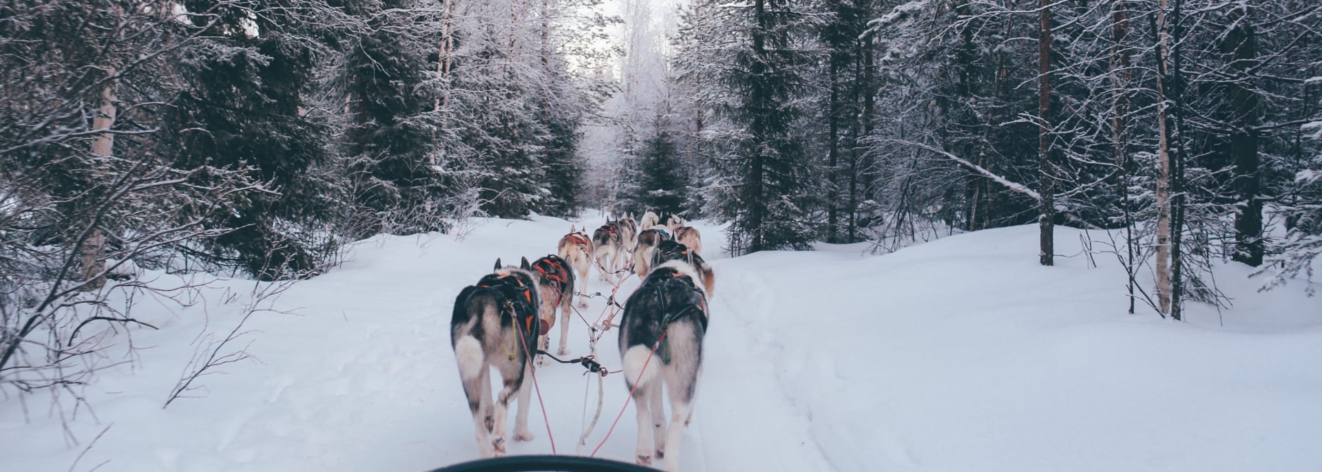 Lappland Winter